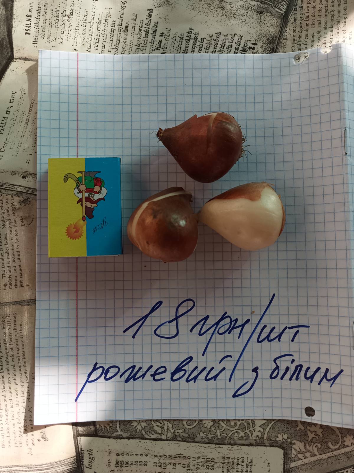 Цибулини тюльпану