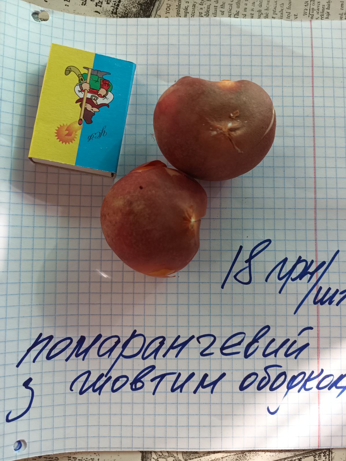 Цибулини тюльпану