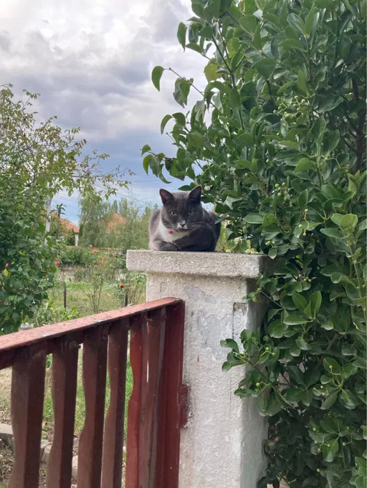 Пропала кошка