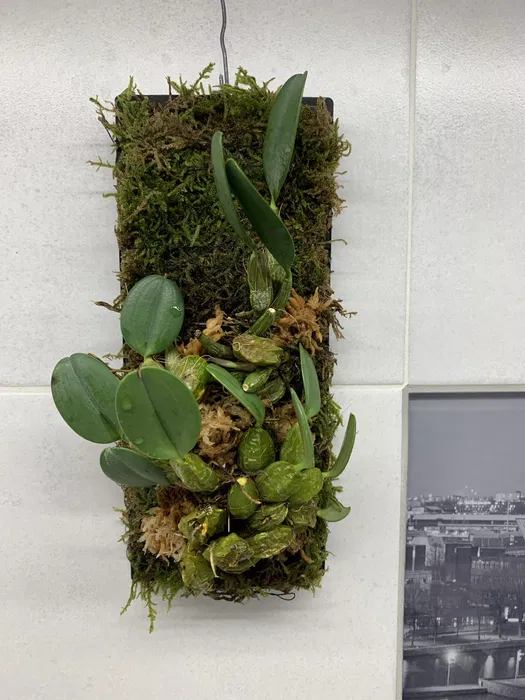 Dendrobium Jenkinsii на блоку дорослий