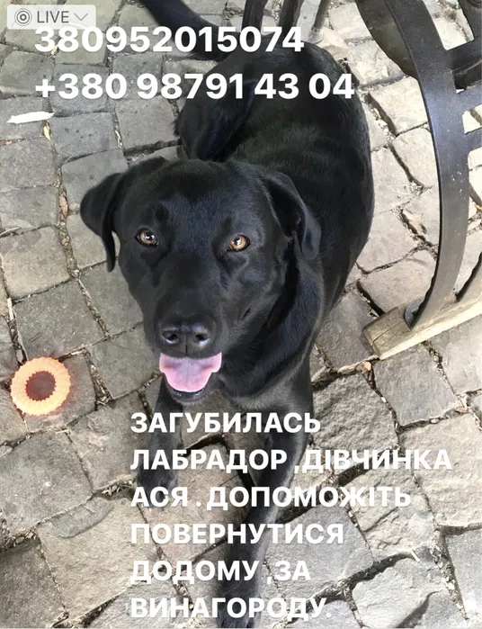 Загубилась собака лабрадор-дівчинка пропала собака