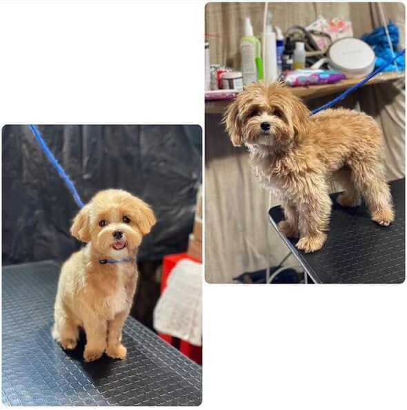 Грумінг та перетримка собак в Берегово