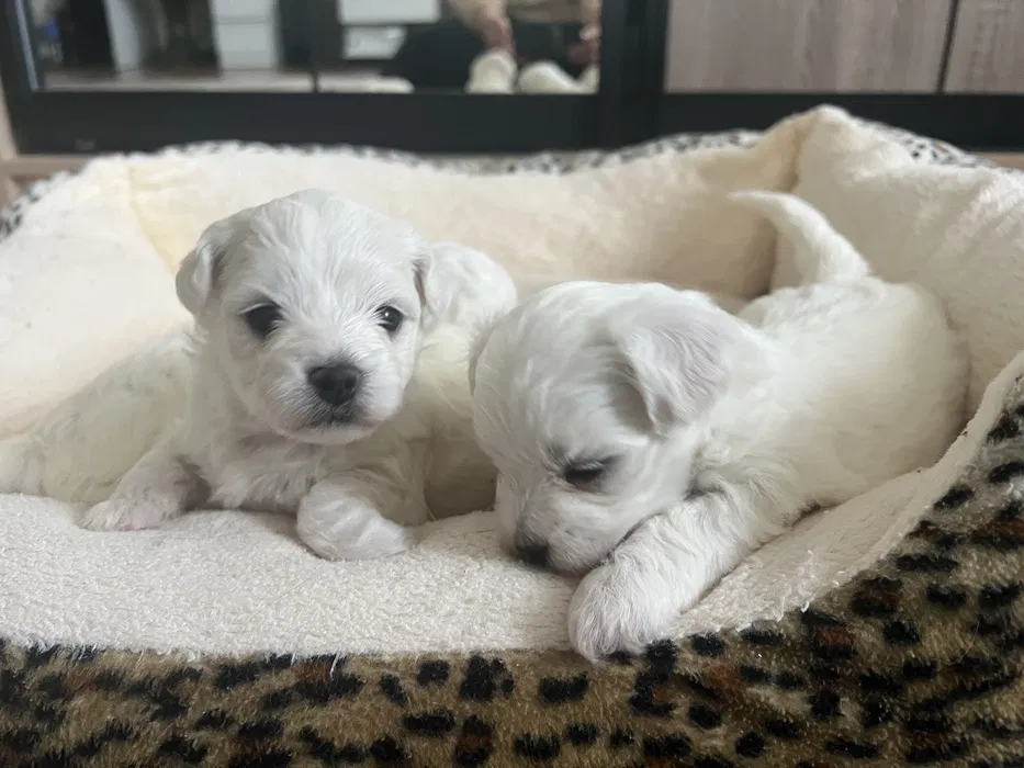 Продам цуценят малтійської болонки в Берегово.