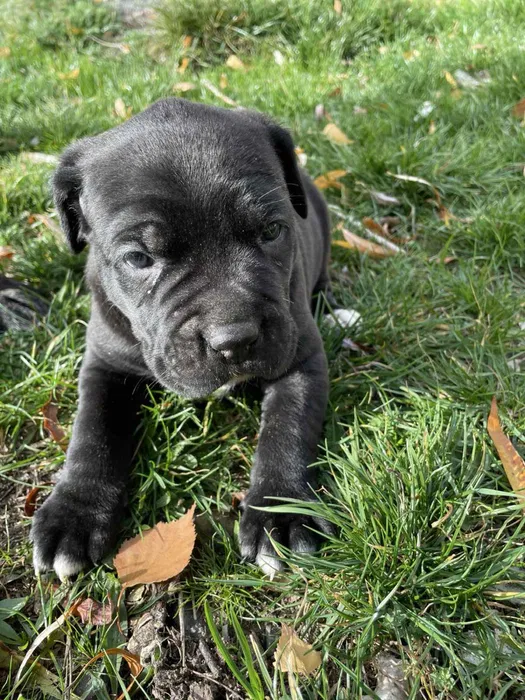 Кане корсо щенята