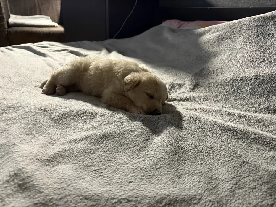 Відам щеня БЕЗКОШТОВНО їсть сам любить гратися