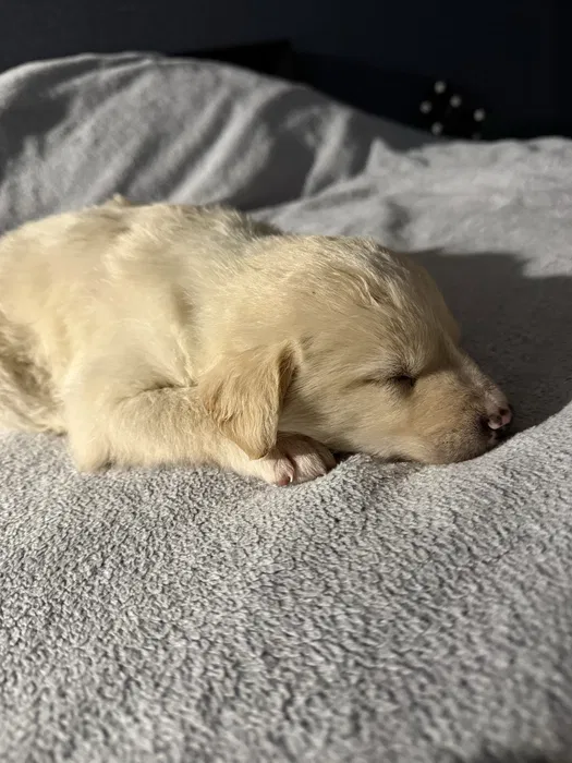 Відам щеня БЕЗКОШТОВНО їсть сам любить гратися