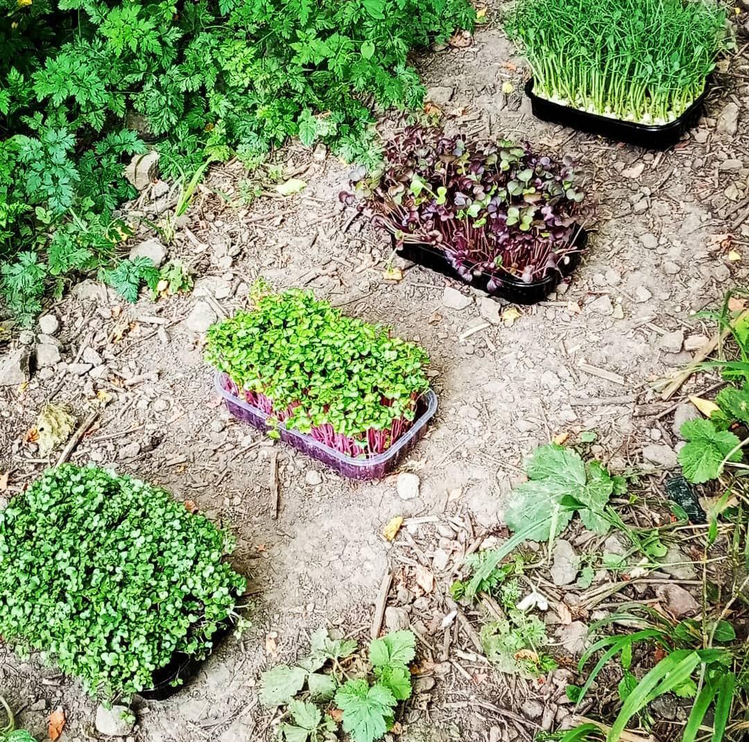 Мікрозелень Берегово